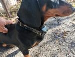 Dog Training Collar PRO