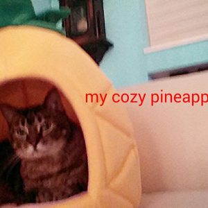 Pineapple Bed for Cat