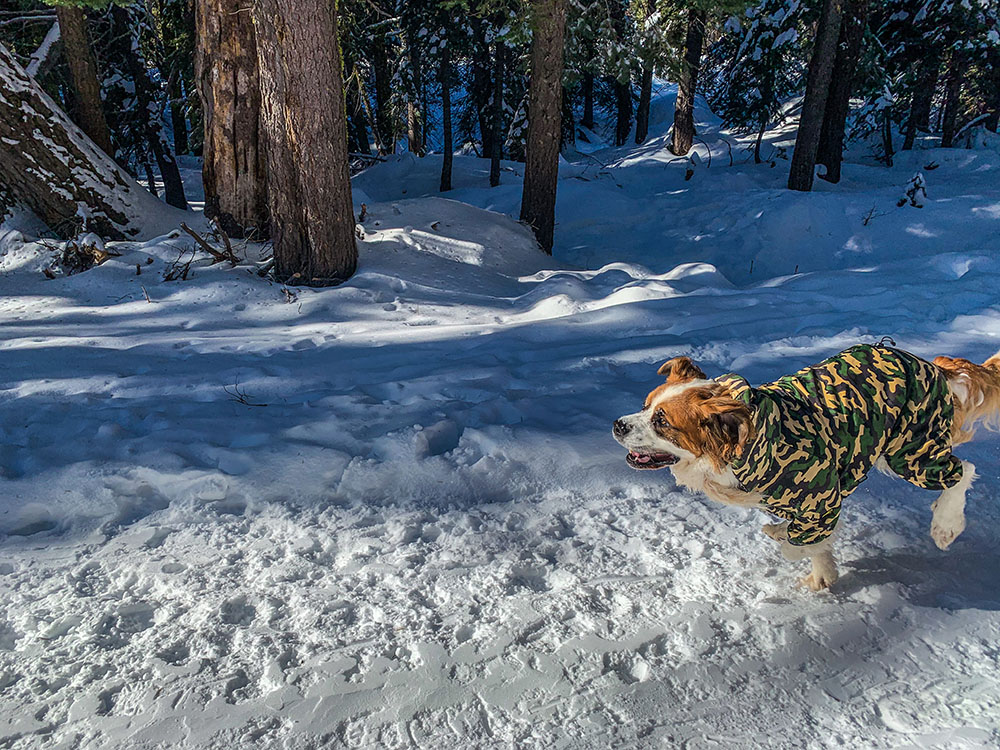 larger dog snowsuit 