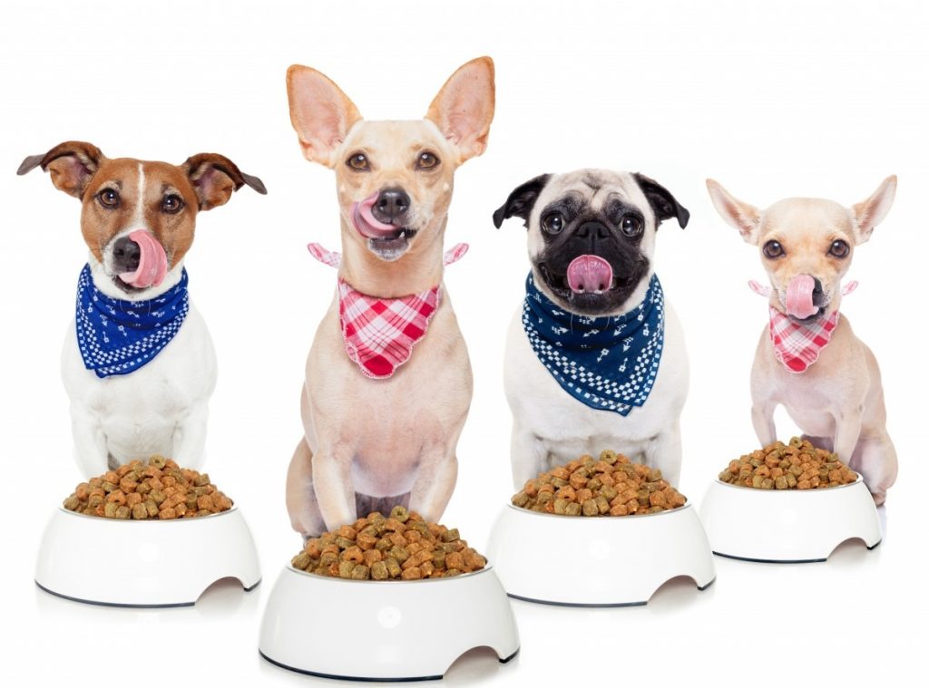 Healthy Food for Dogs