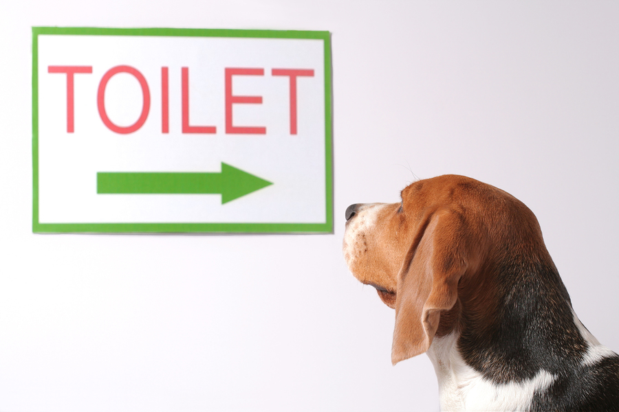 How to Potty Train a Puppy: 12 Steps (with Pictures)