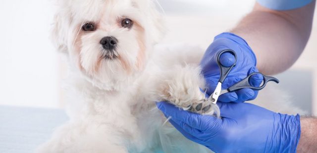 How to Cut Your Dog’s Nails – 7 Easy Steps