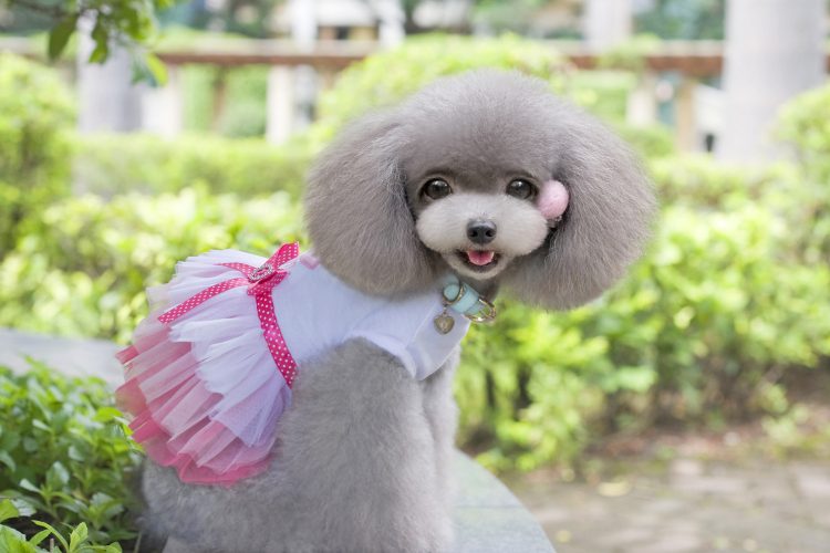 Lovely Princess Dog Dress