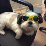Foldable Dog Sunglasses UV Protection