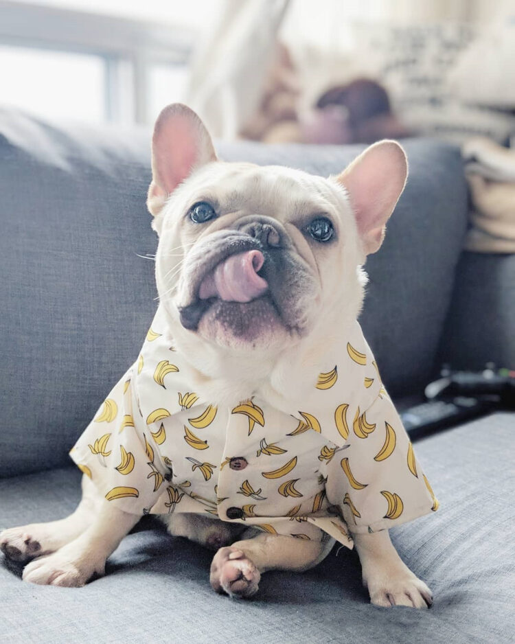 DogMEGA Hawaiian Shirt for Dog