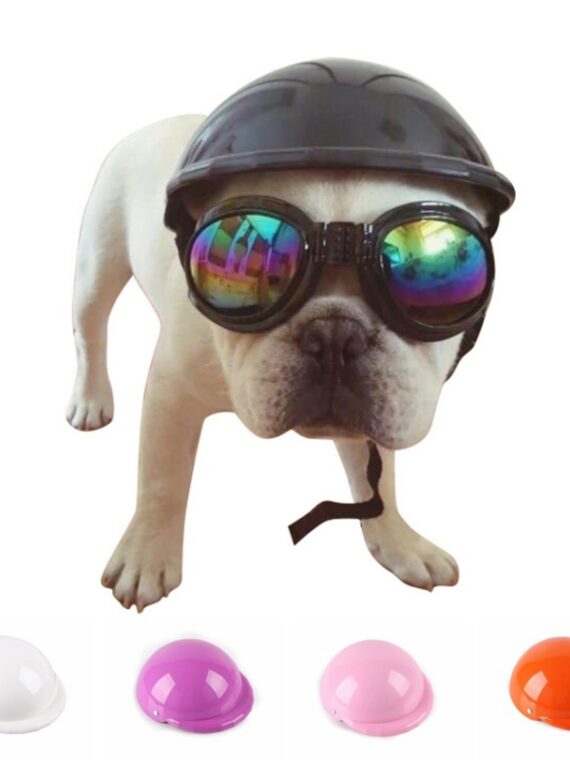 dog helmet and goggles