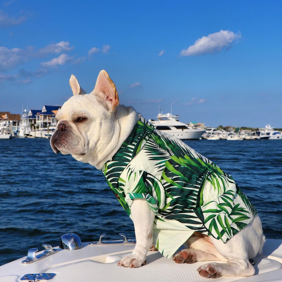 DogMEGA Hawaiian Shirt for Dog | Dog Summer Clothes