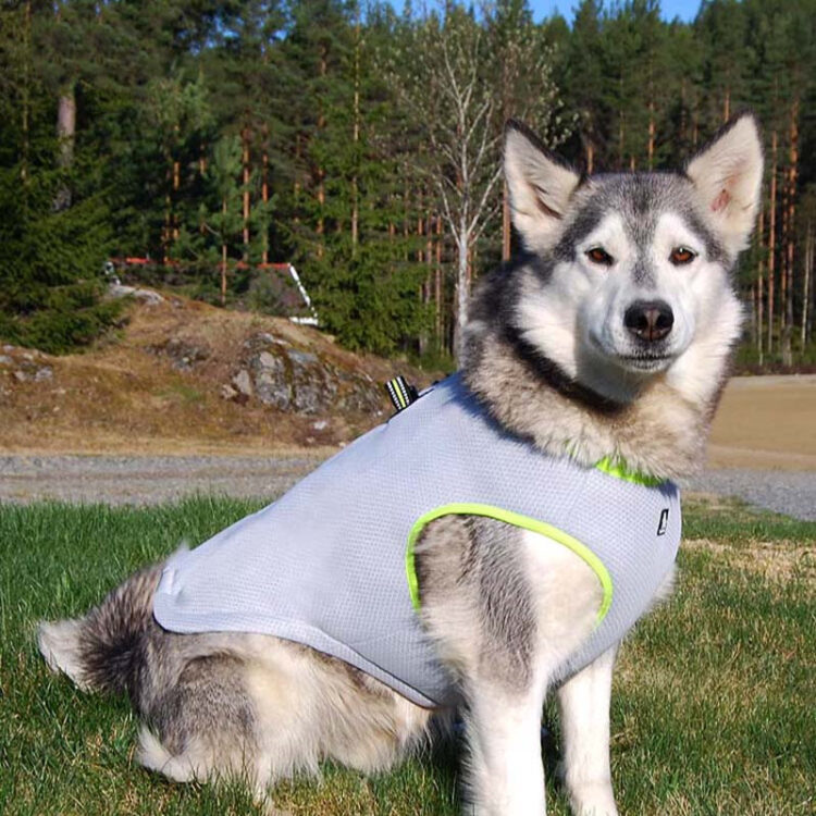 DogMEGA Dog Cooling Vest Harness Cooler Jacket
