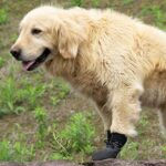 DogMEGA Dog Anti-slip Boots | Breathable Boots for Small Medium Large Dog