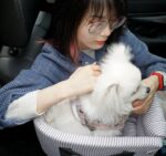 Puppy Car Seat