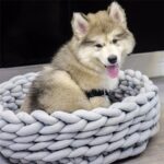 DogMEGA Handmade Dog Bed | Dogs Hand-woven Bed