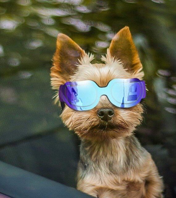 Stylish Sunglasses for Dogs (101)