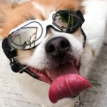 Stylish Sunglasses for Dogs