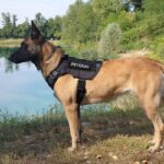 DogMEGA™ Tactical Dog Harness for Medium Large Dogs