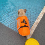 Reflective Dog Life Jacket Dog Swimming Suit French Bulldog