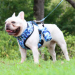 Dog Walking Harness Set with Harness, Leash, Collar, Poop Bag