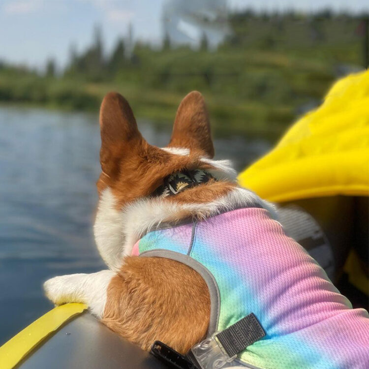 Summer Dog Cooling Jacket Breathable Mesh