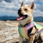 Summer Dog Cooling Jacket Breathable Mesh