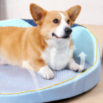 DogMEGA Cooling Dog Beds for Hot Summer