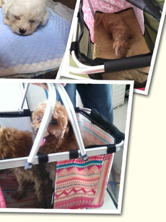 DogMEGA Dog Handbag Carrier Breathable