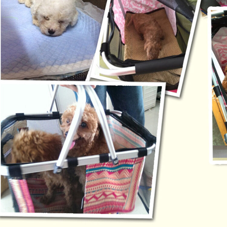 DogMEGA Dog Handbag Carrier Breathable