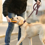 Custom Beaufort Hunt Leather Dog Collar Leash Set