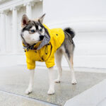 Dog Raincoat Windproof and Rainproof 4 Colors 8 Sizes