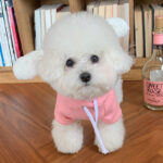 Soft Cotton Hoodie With Cute Bunny Ears For Dog