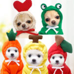 A Little Cuteness With A Collection Of Fruit Hoodies For Dogs