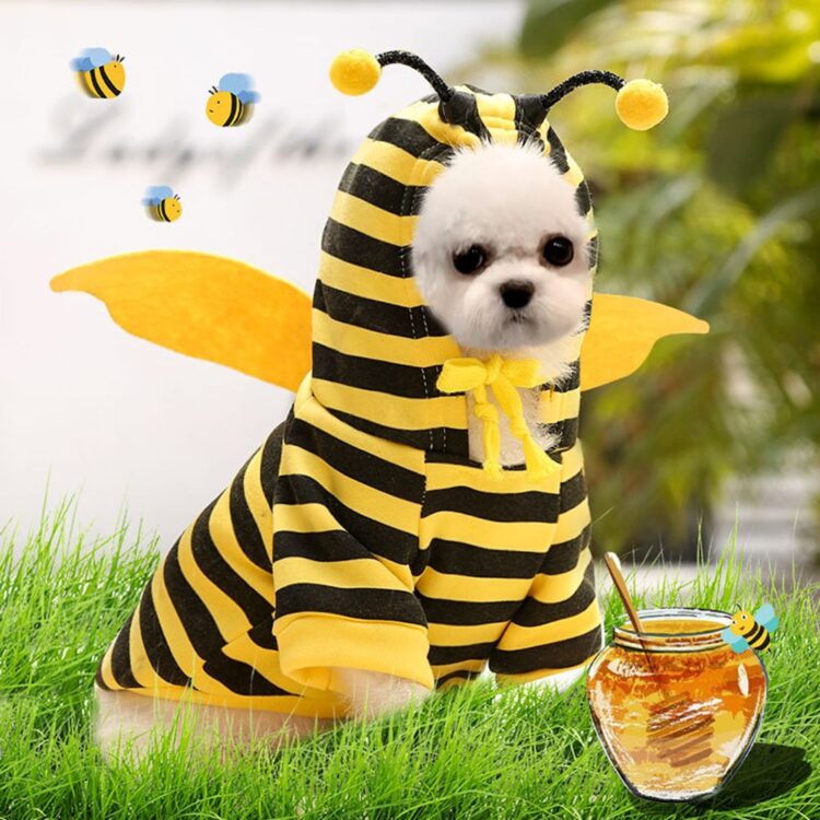 Cosplays Your Dog Into A Lovely Golden Bee In Just A Few Minutes