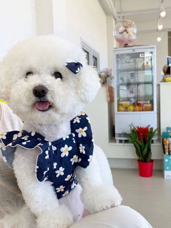 Cute Floral Dress For Dogs – What To Wear For This Summer Coming?