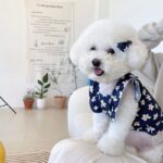 Cute Floral Dress For Dogs - What To Wear For This Summer Coming?