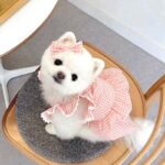 Cool, Sweet Summer Dress - Virtual Living Outfits For Dogs