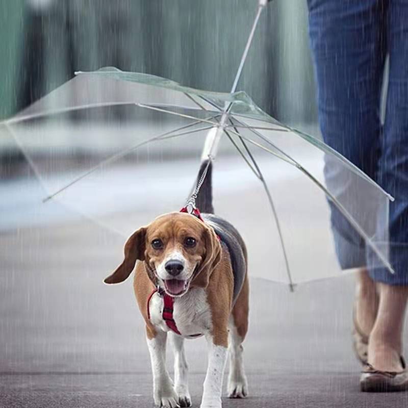 Convenient Transparent Rain Umbrella With A Leash For Dogs