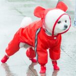 Funny Dog Raincoat - Cosplay In Many Styles