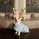 Waterproof Reflective Raincoat - What To Wear For Dogs In The Rainy Season?