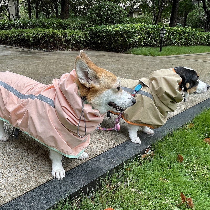 Waterproof Reflective Raincoat - What To Wear For Dogs In The Rainy Season?