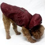 Convenient Raincoat To Keep Dogs Dry On Rainy Days