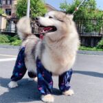 Unique Four-Legged Rain Pants For Dog