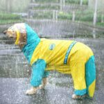 Blue Dinosaur Raincoat With Cover Tail - Raincoat For Dog