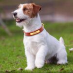 Dogs Genuine Leather Collars