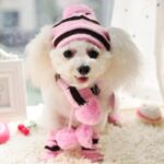 Winter Accessory Set For Dog – Knitted Hat, Scarf, And 4 Socks