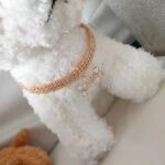 Sparkling Bone-shaped Stone Collar - For Cute Dog