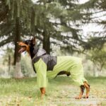 DogMega - Double Raincoat For Dog And Owner