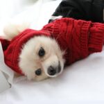 Set Of Warm Woolen Hat And Scarf For Dog In Winter