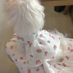 Lovely Flower Dress For Dogs - Wear At Home And Go Out