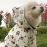 Exciting Cartoon Raincoat - What To Wear For dogs In The Rainy Season?