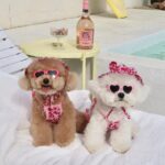Bikini For Dogs - The Hottest Summer Beach Outfit