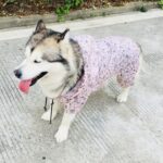 Double Raincoat For Dog and Owner - Fashionable Raincoat