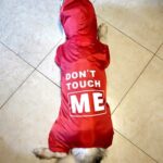 Double Raincoat For Dog and Owner - Fashionable Raincoat
